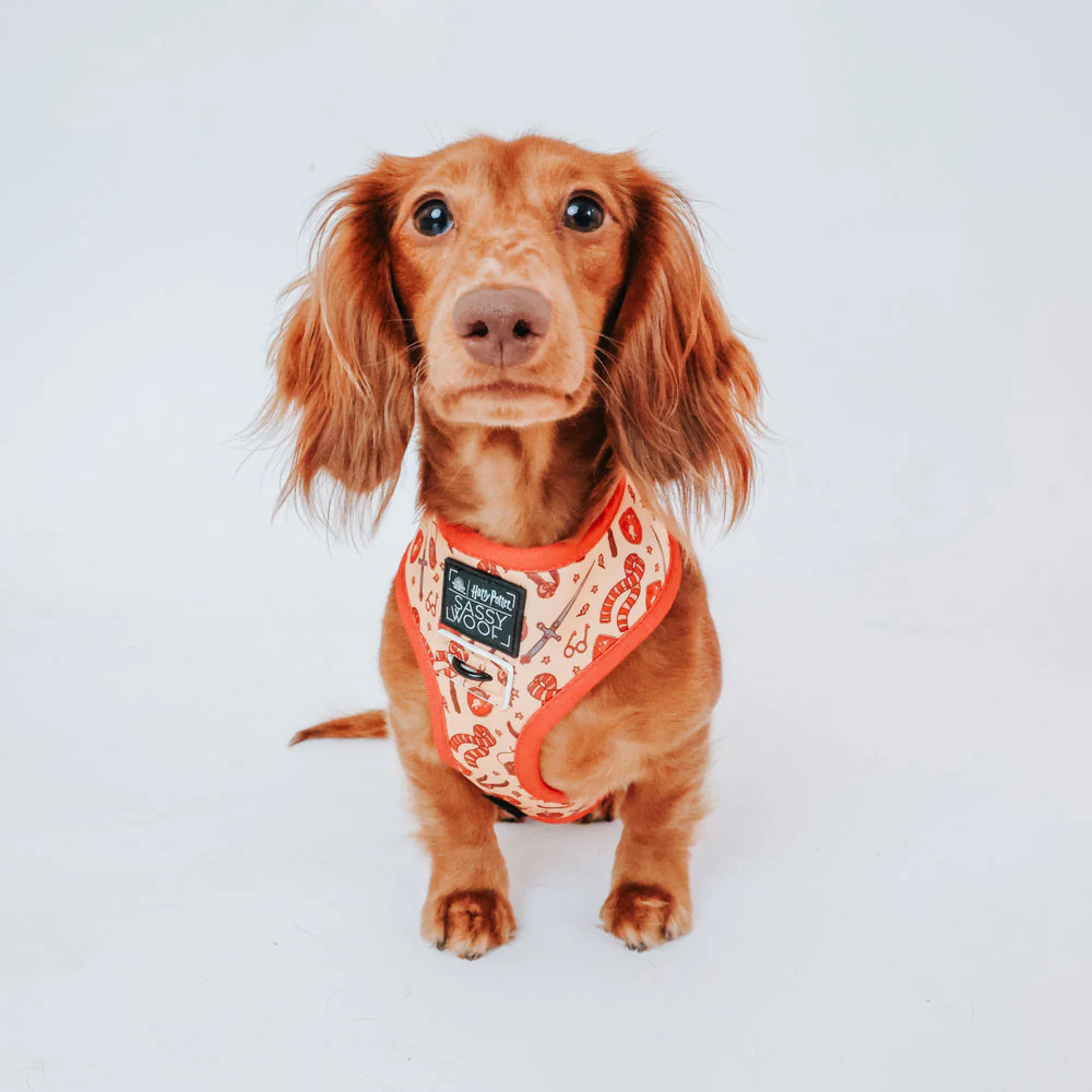 グリフィンドール ドッグ ハーネス Sassy Woofコラボレーション - Image 9