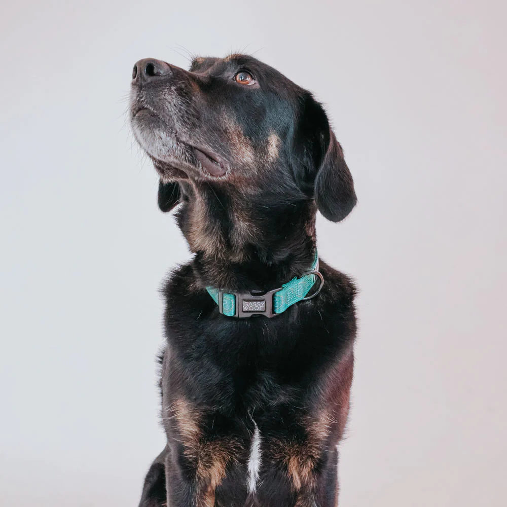 スリザリン ドッグ カラー Sassy Woofコラボレーション - Image 5